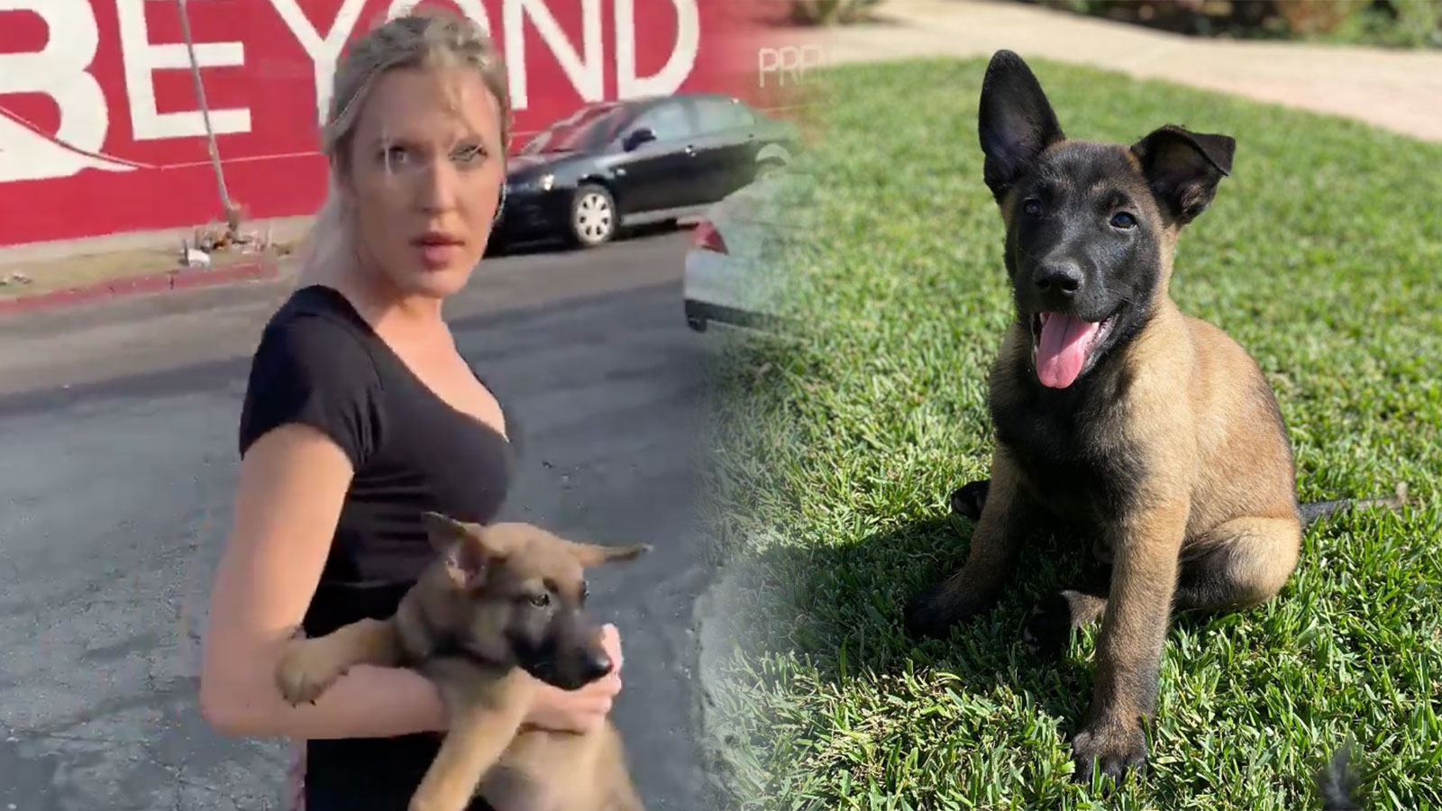 Woman throws puppy at stranger in disturbing video encounter Dexerto