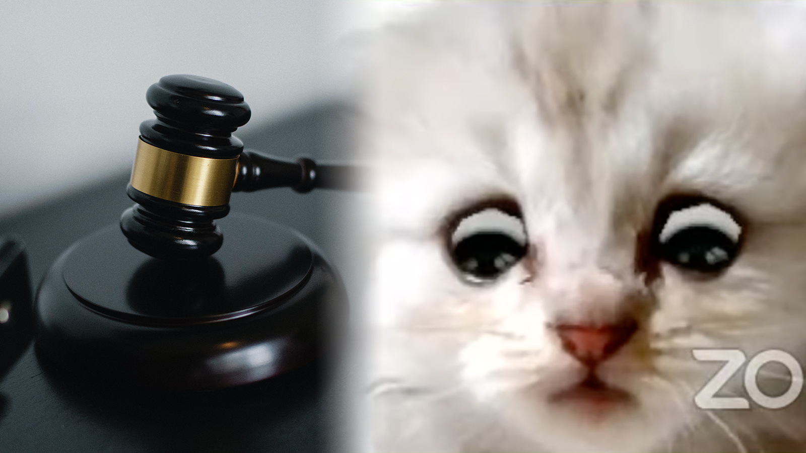 Lawyer goes viral after accidentally turning on filter during meeting “I’m not a cat” Dexerto