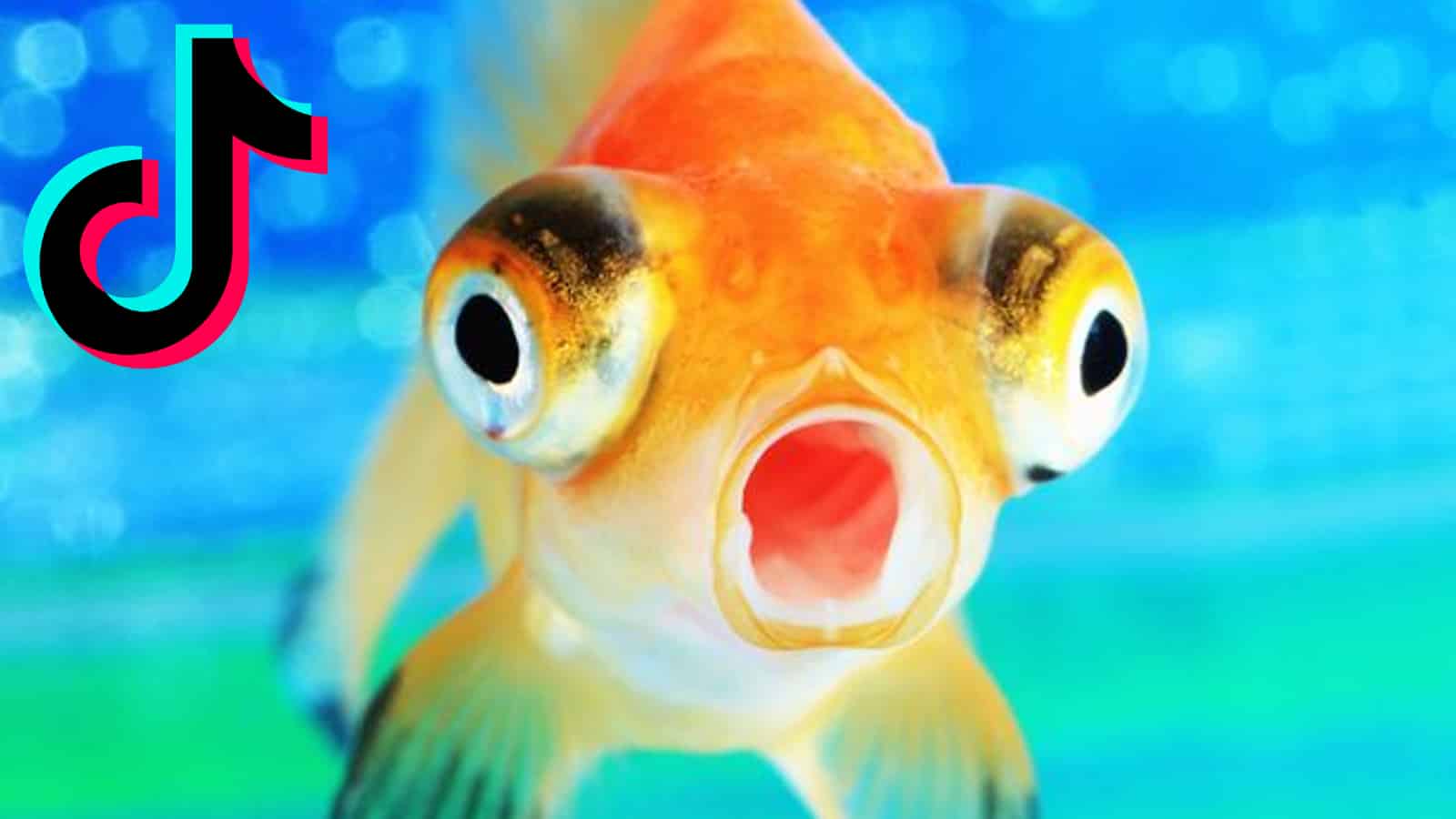 goldfish mouth open