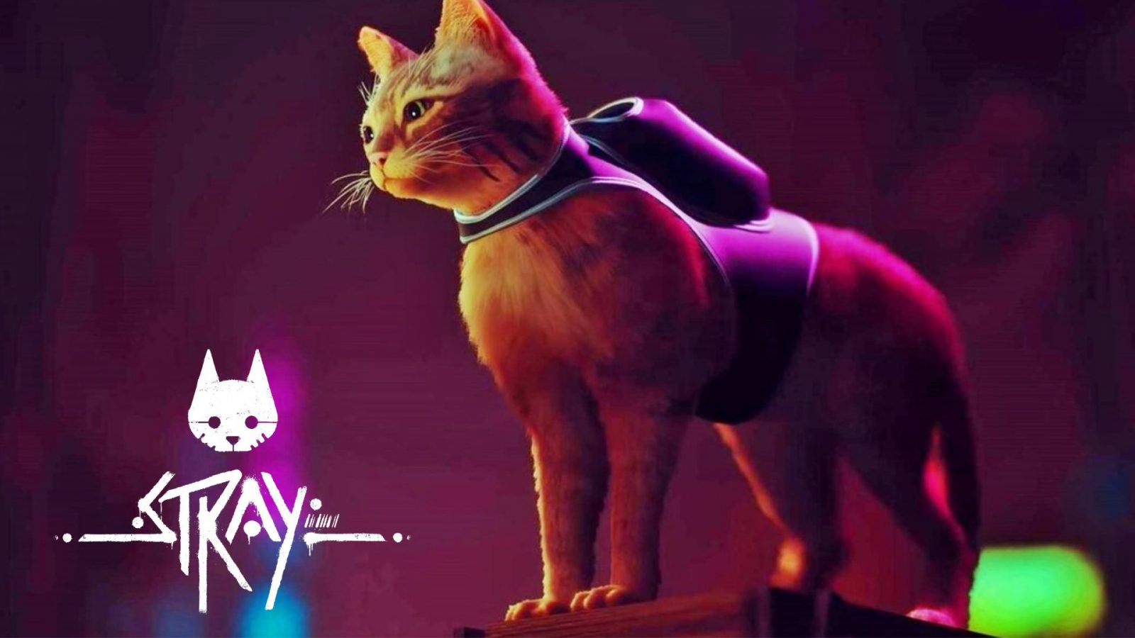 Stray: Release time and preload details for the new cat game