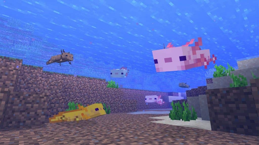 Különböző színű axolotlok a vízben