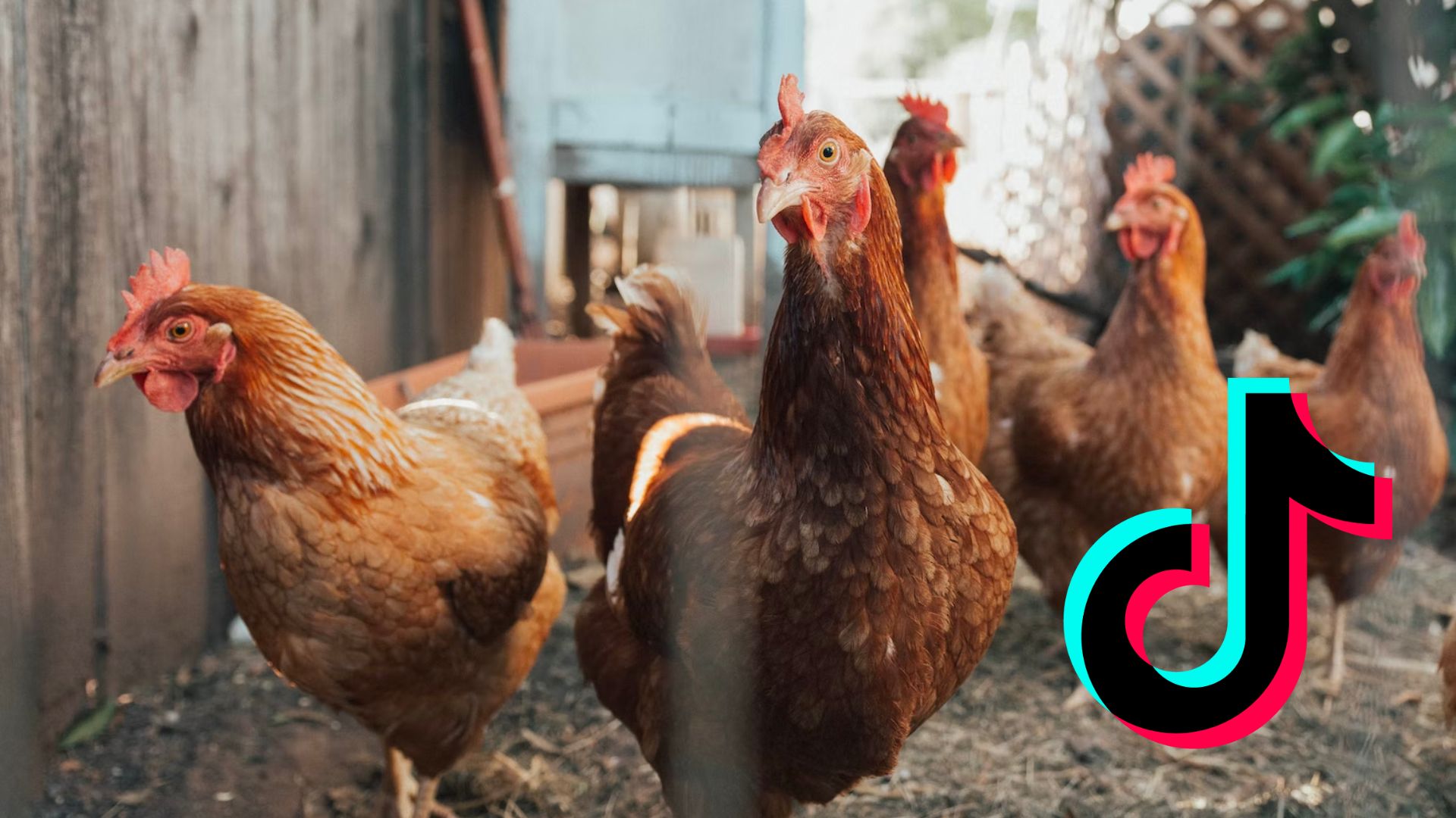 What is TikTok's 'why are chickens so funny' joke? Origin of viral clip -  Dexerto