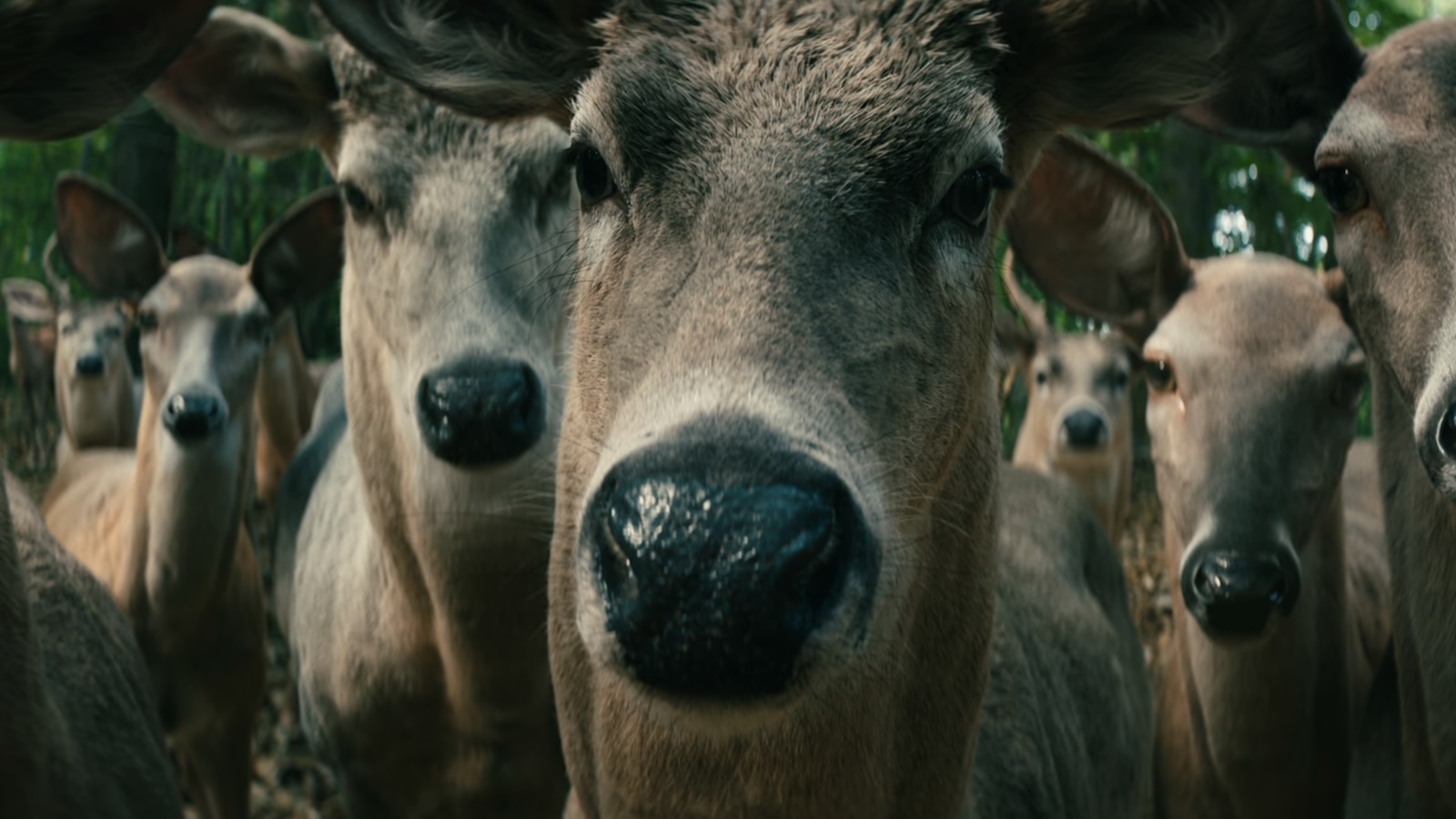 Leave the World Behind: What do the deer mean? - Dexerto