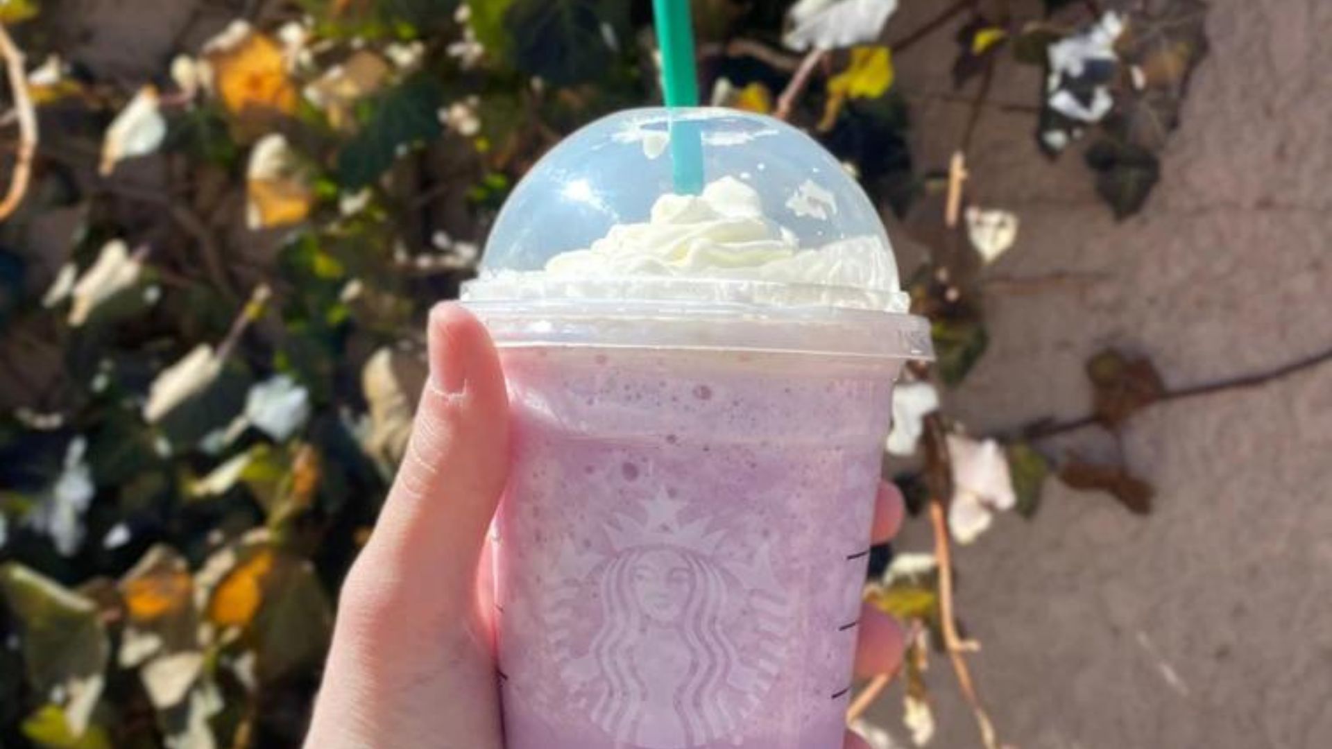 Starbucks добавляет два новых напитка в линейку лавандовых напитков
