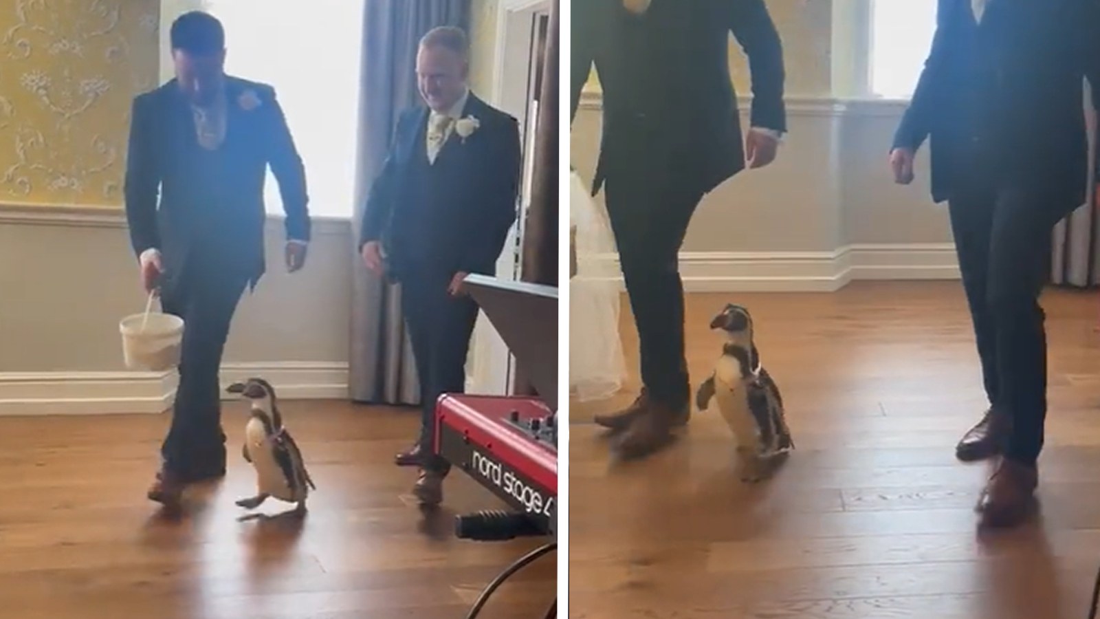 Wedding goes viral after groom hires penguin as the ring bearer - Dexerto