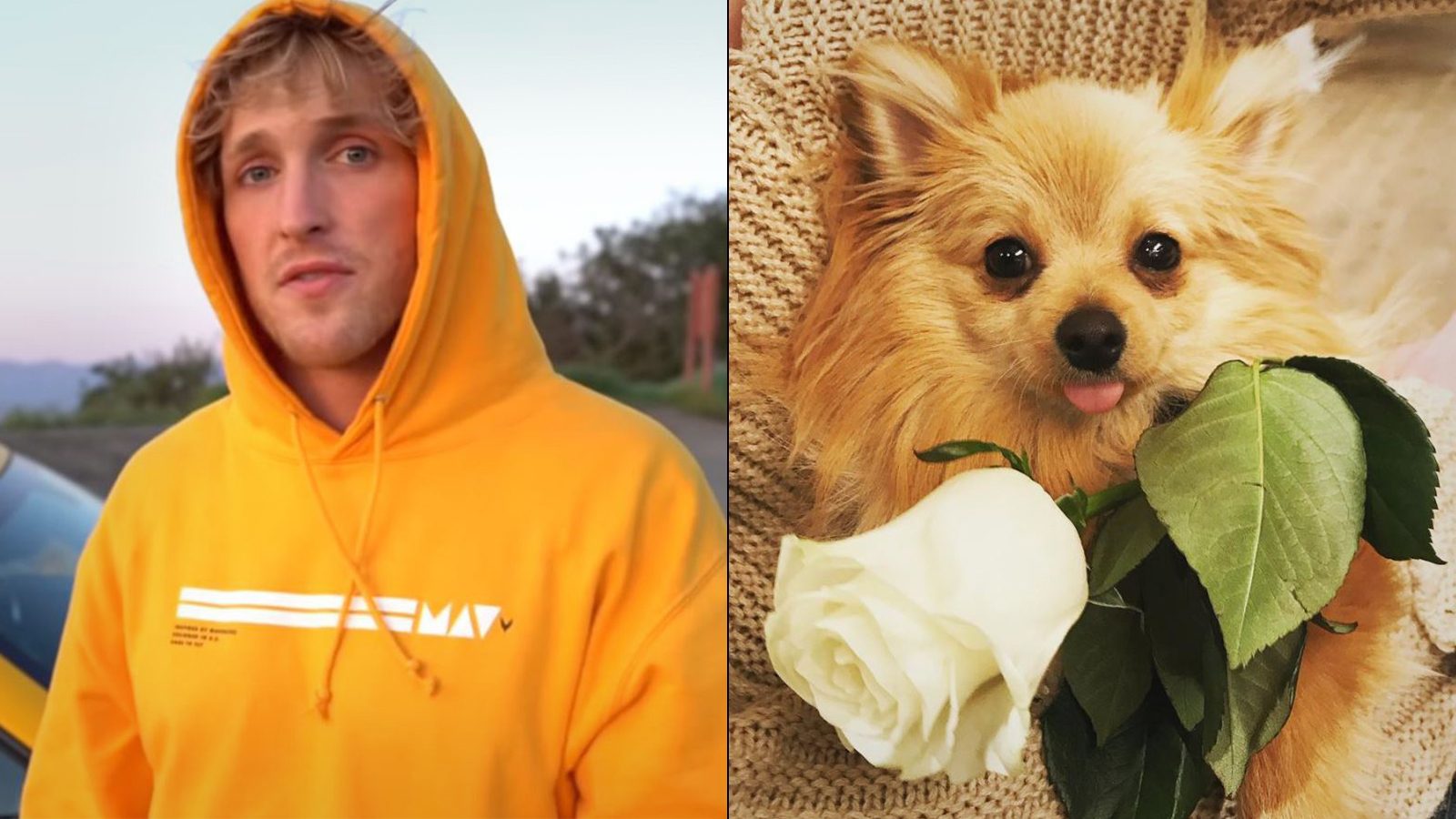 whats jake pauls dogs name