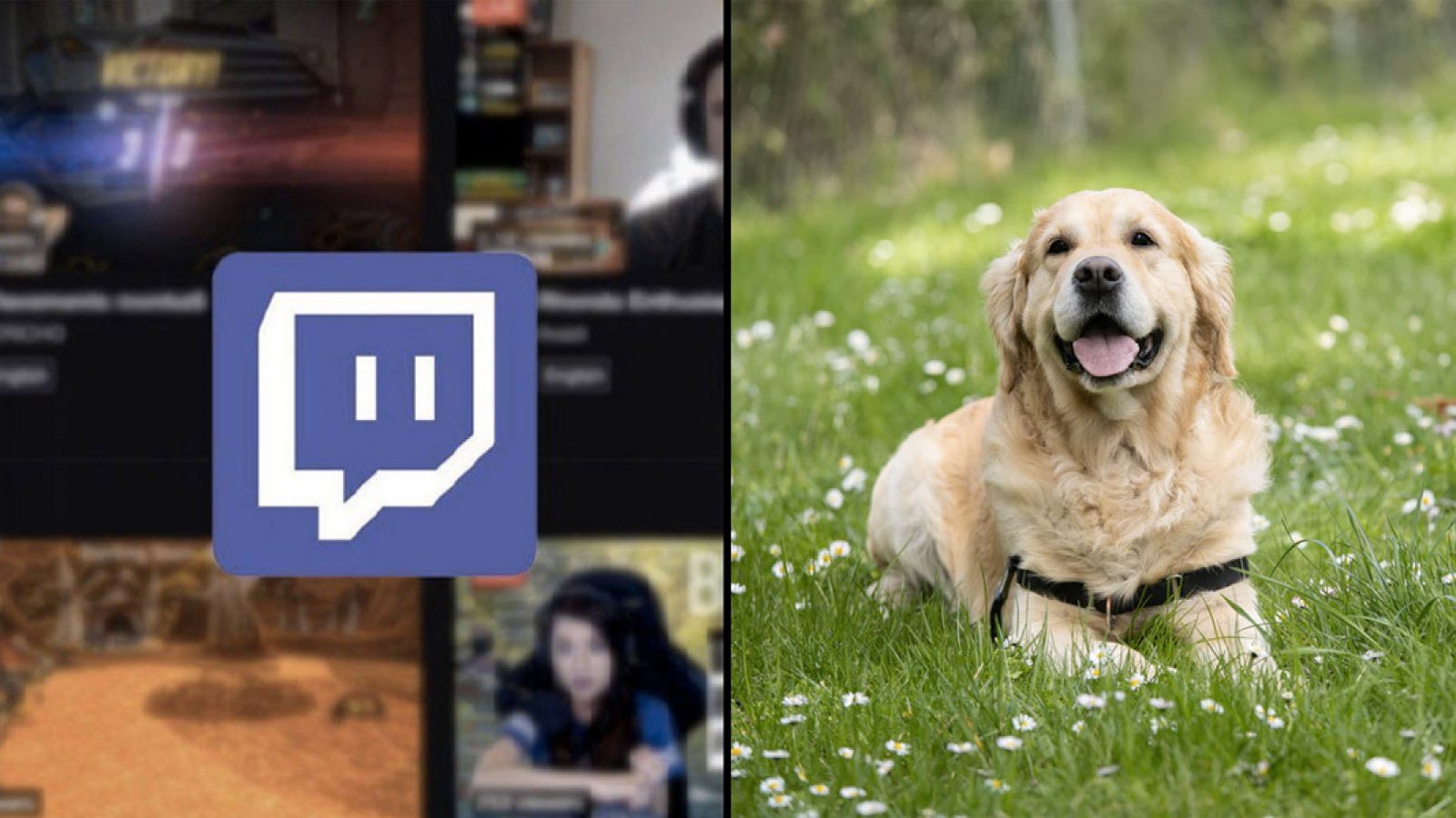 Twitch streamer responds to dog abuse accusations Dexerto